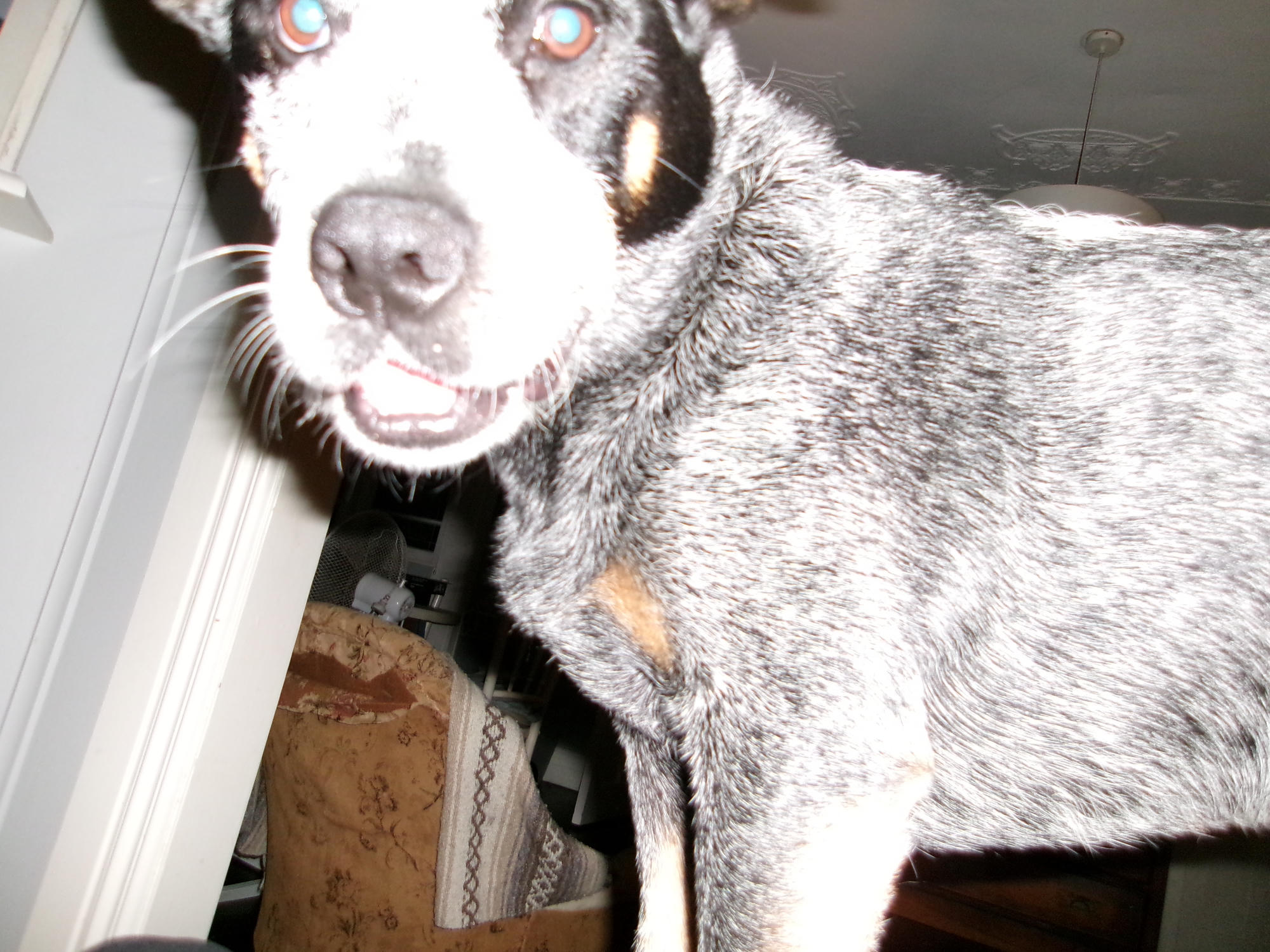 A close-up photograph of a dog.